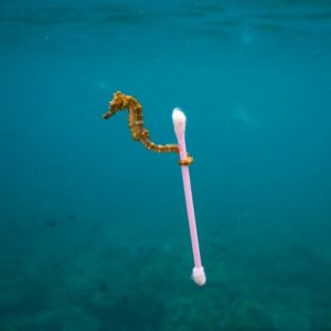 A seahorse grabbing a cotton fioc in the water credit Justin Hofman for #WPY53